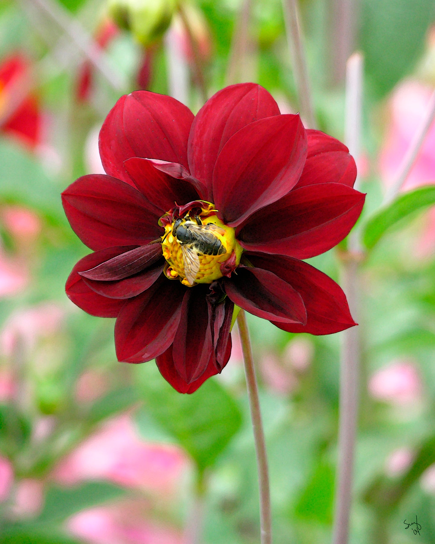 A deep red flower in full bloom with a busy yellow bee at its heart.