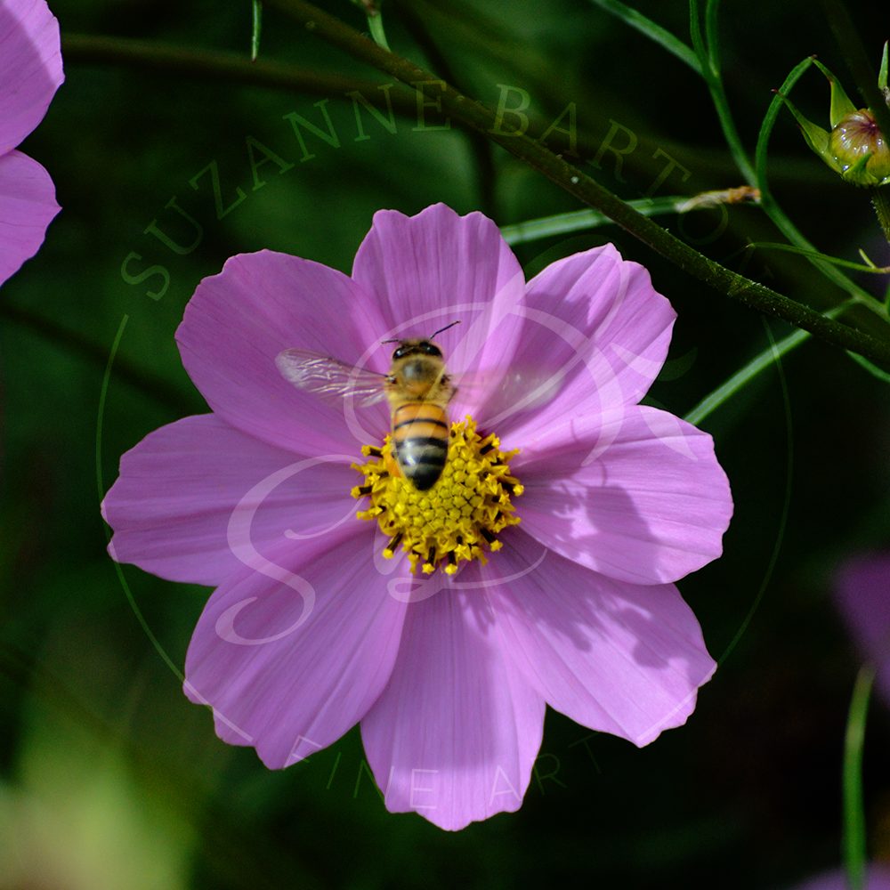 A close-up photograph of a vibrant purple flower with a bee searching for nectar.
