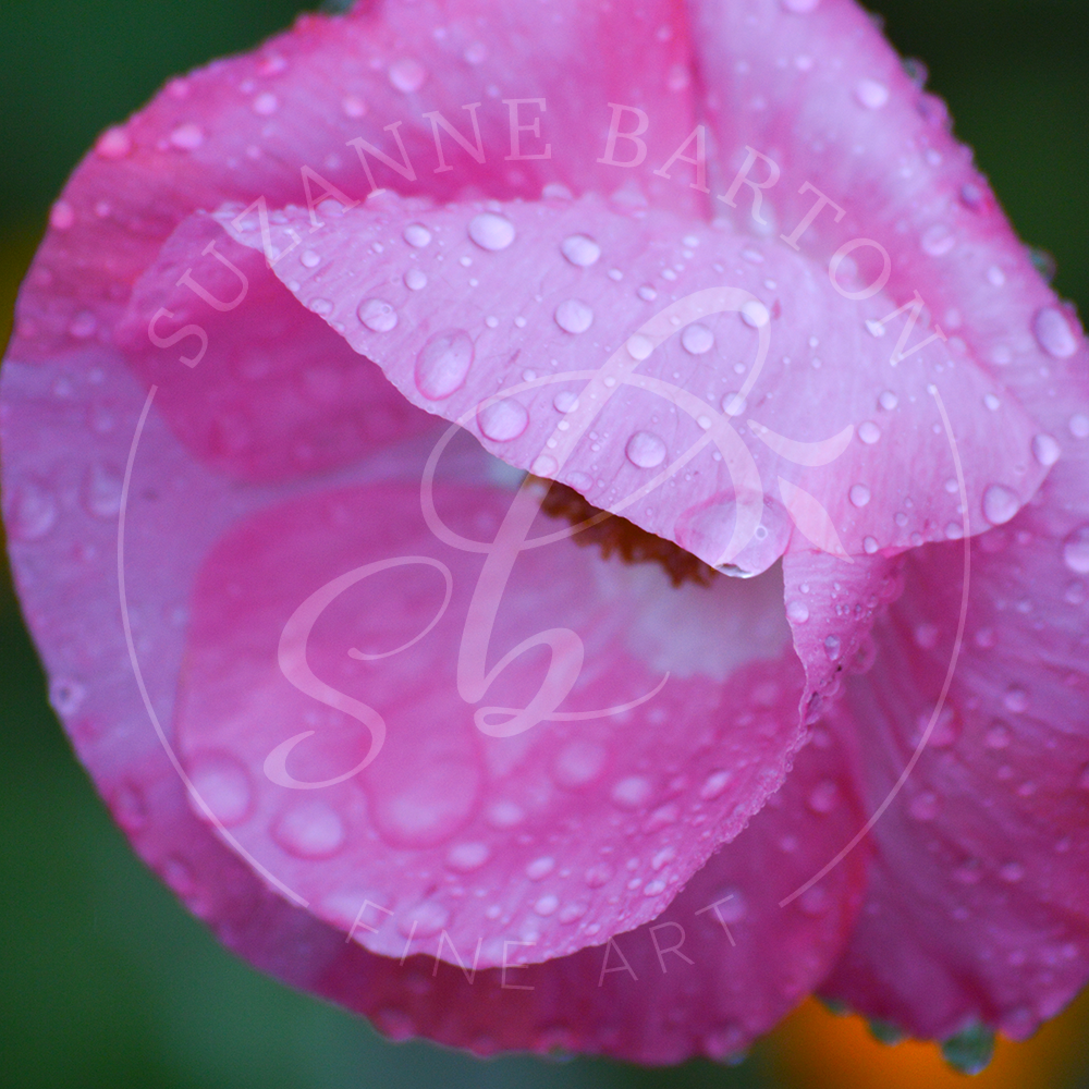 DSC0250 - Suzanne Barton - Limited Edition