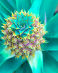 Pineapple I - Suzanne Barton - Limited Edition