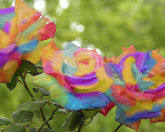 Rainbow Roses