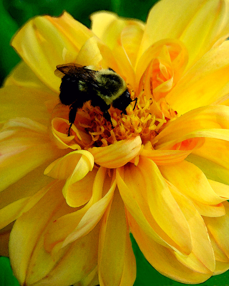 Bee on Yellow Flower