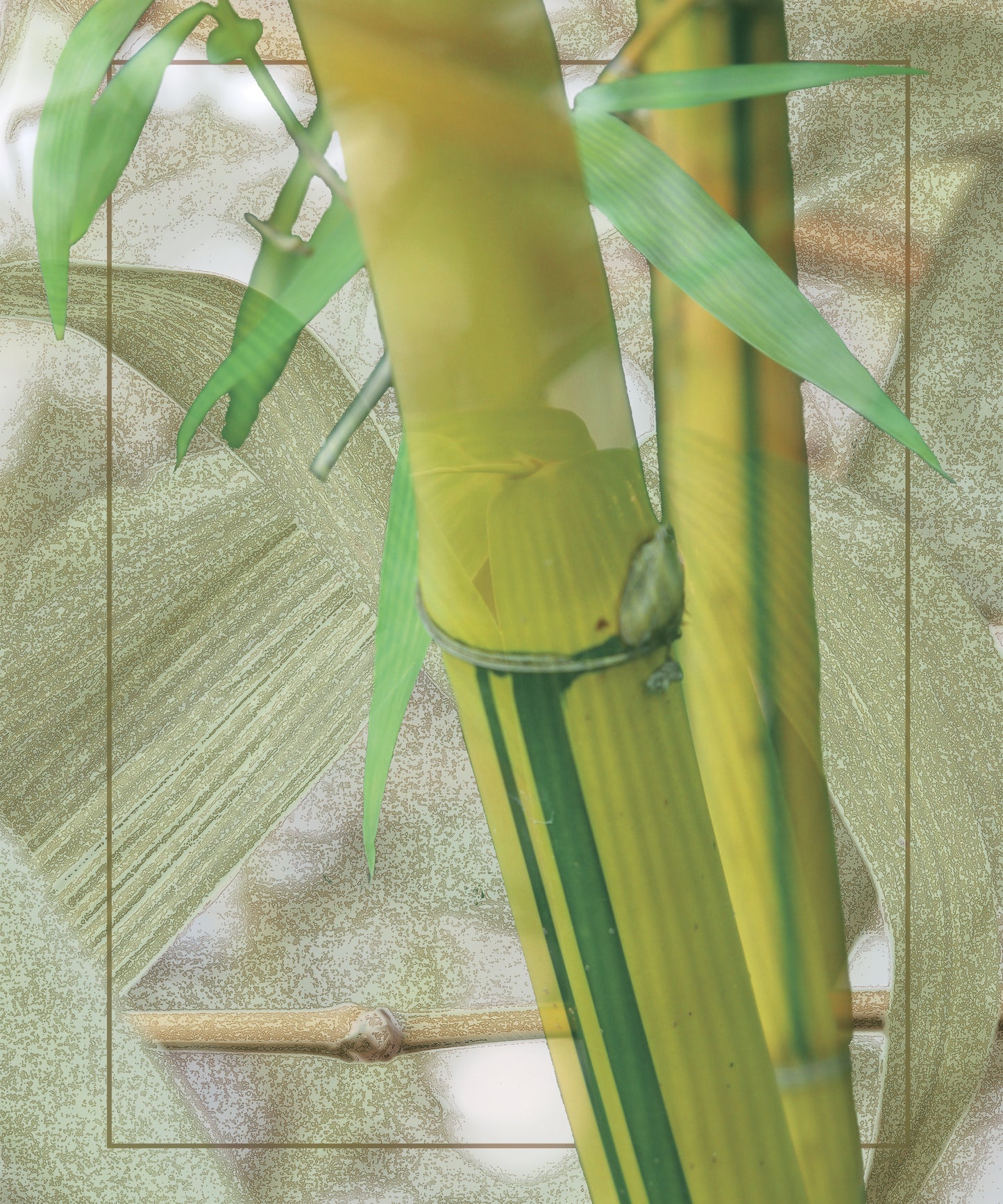 Close-up of stalks of bamboo in different shades of green. 