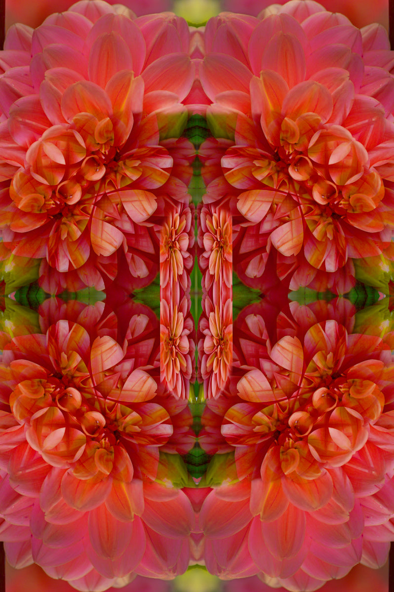 Les Fleurs, a fine floral art photograph in deep red and pink hues.