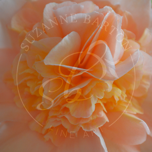 Pastel Petals- Suzanne Barton - Limited Edition