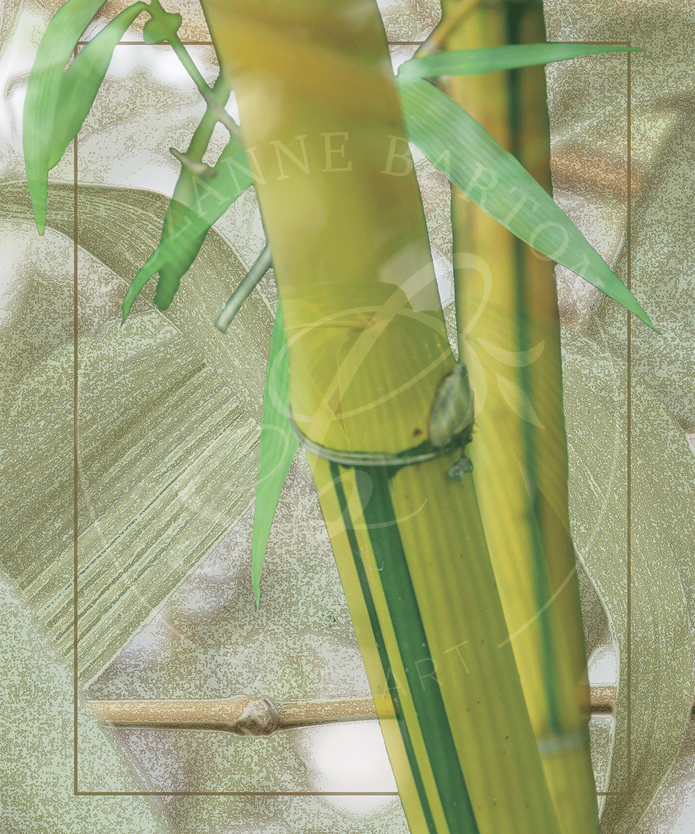 Bamboo - Suzanne Barton - Limited Edition