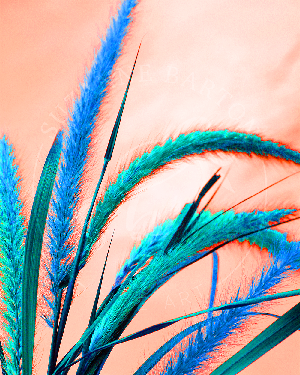 Close-up of electric blue cattails on a peach background