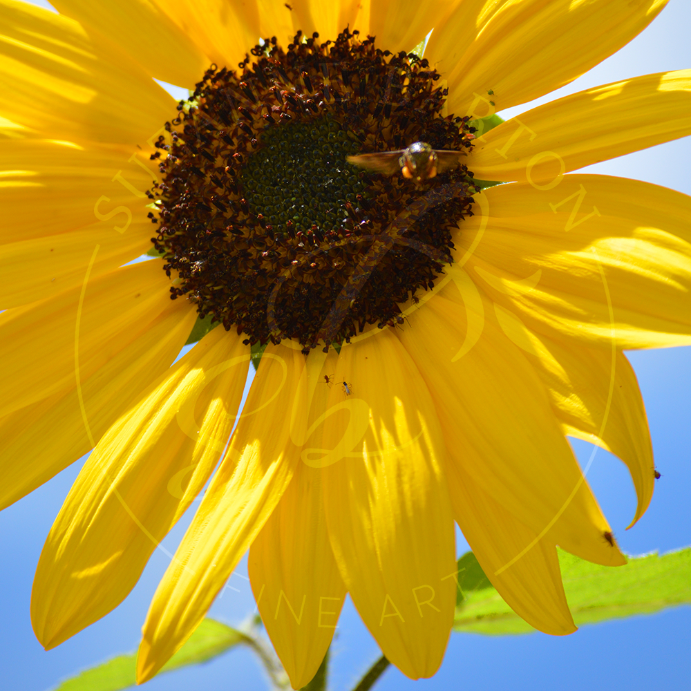 A close-up of a sunflower in full bloom, adorned by a diligent bee collecting nectar.