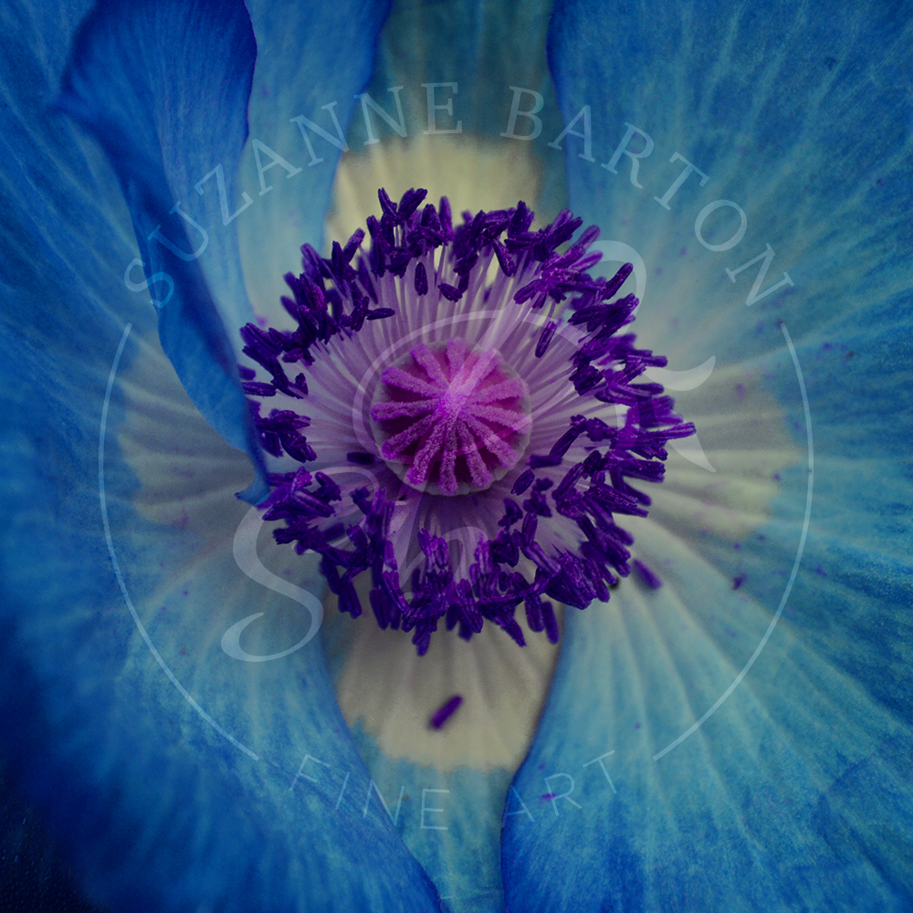 A close-up of a vibrant blue and purple flower showing the intricate details and stunning colors.