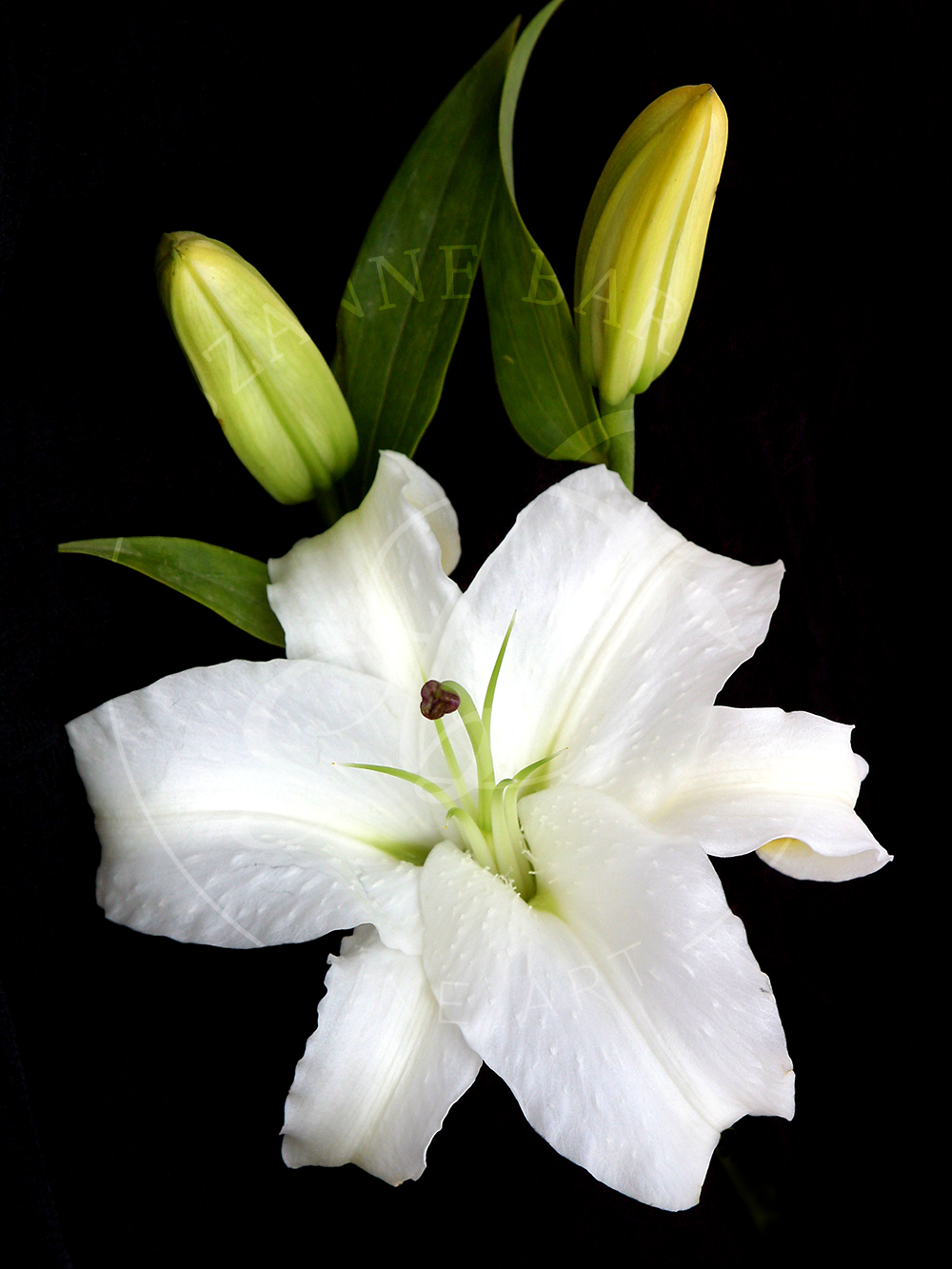 Easter Lily - Suzanne Barton - Limited Edition