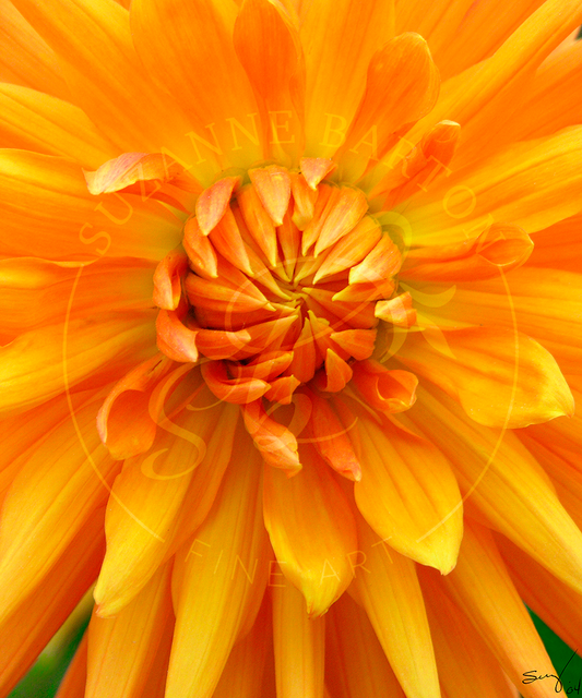 Orange Dahlia - Suzanne Barton - Limited Edition