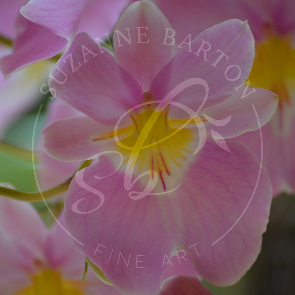 The painted image of a pink orchid resembling a soft pink angel embodies a delicate and ethereal aesthetic. 