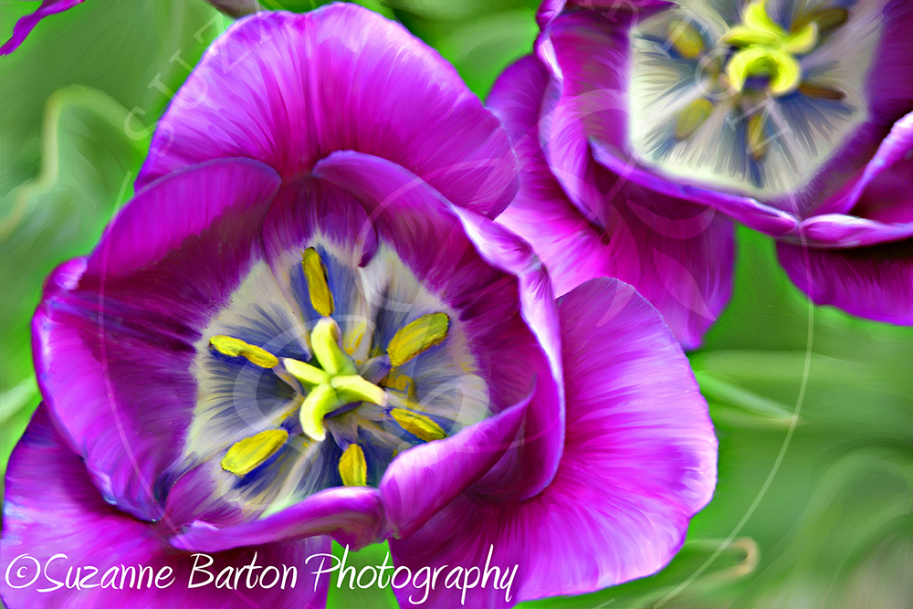 Purple Power - Suzanne Barton - Limited Edition